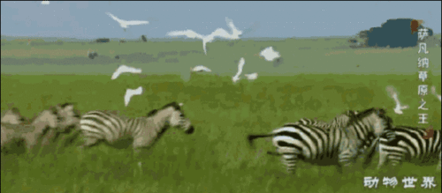 动物世界国产版视频,国产版奇观之旅